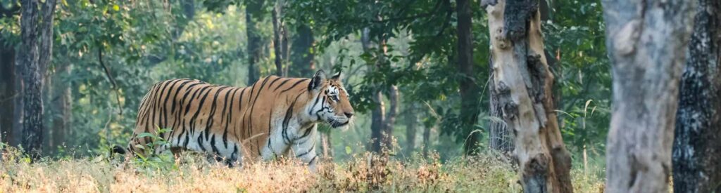 jim corbet national park