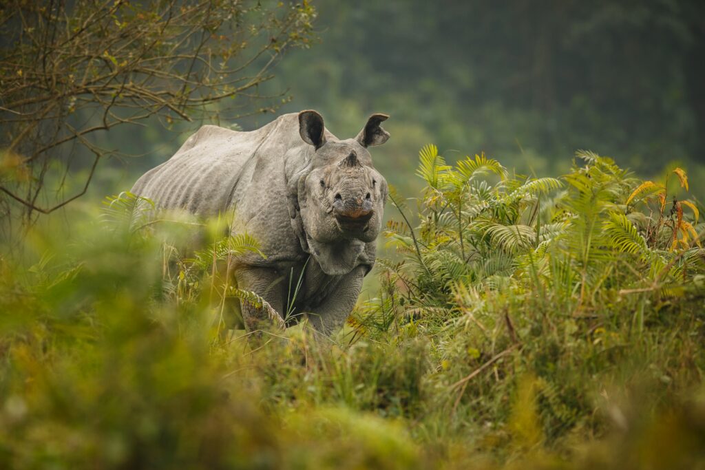 jim corbett national park
