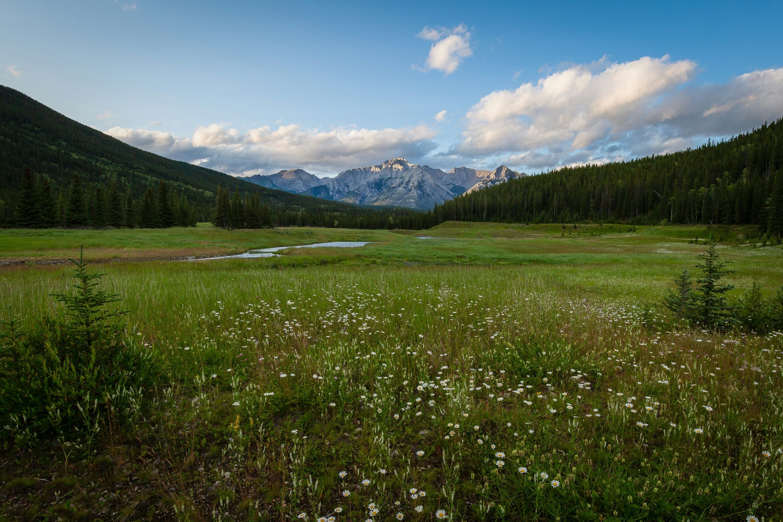 Valley of Flowers National Park