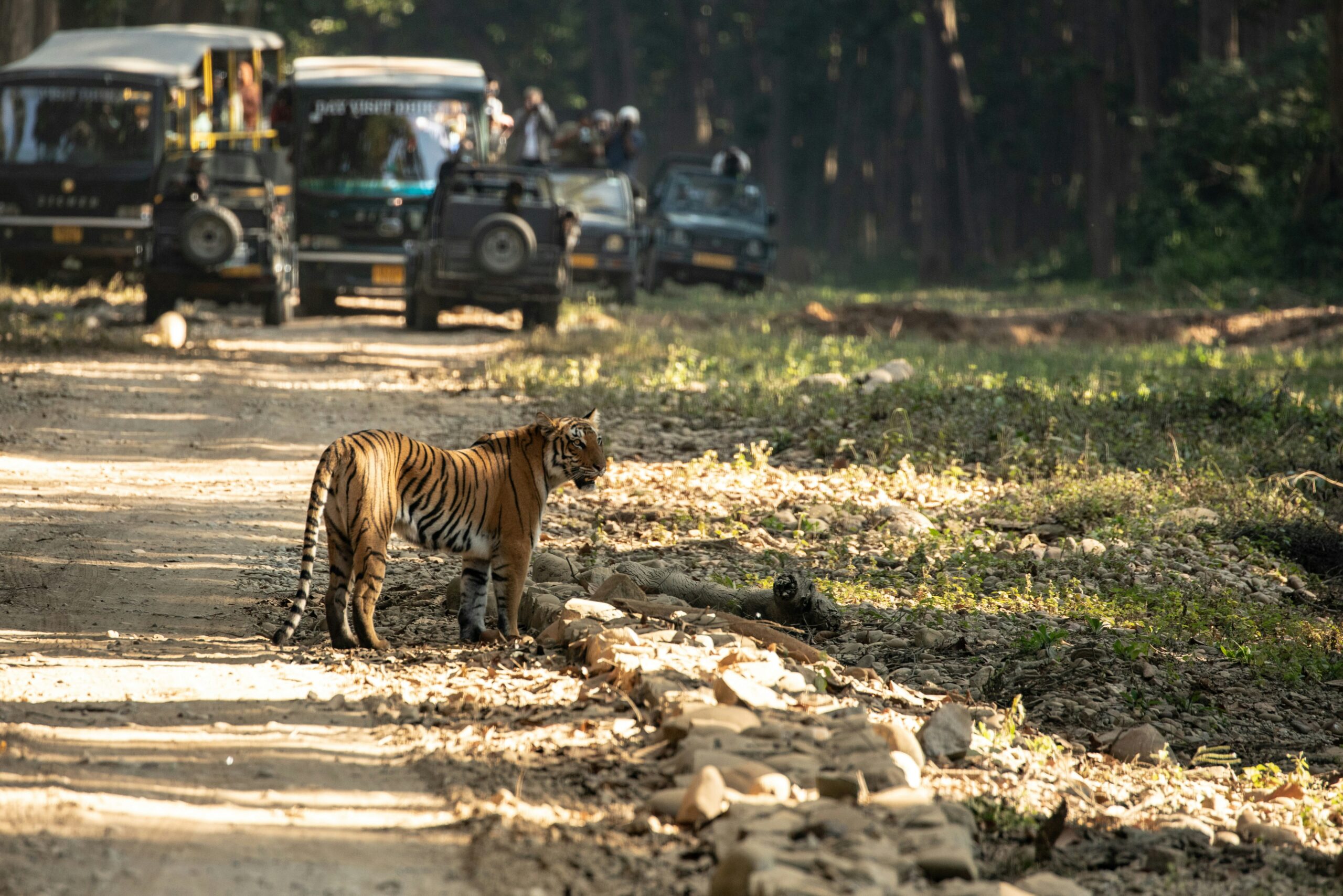 Jim corbett national park