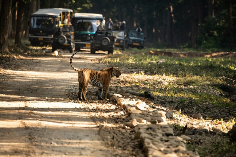 Jim Corbett National Park: A Thrilling Wildlife Adventure in Uttarakhand